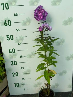 Флокс метельчатый Свит Саммер Сюрпрайз - Dolina-Sad.Ru