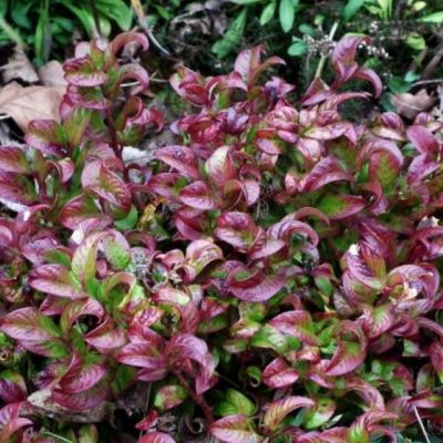 Леукотоэ аксиларис Керли Рэд Леукотоэ аксиларис Керли Рэд - Dolina-Sad.Ru