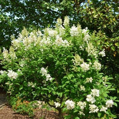 Сирень Агнесс Смит Сирень Агнесс Смит - Dolina-Sad.Ru