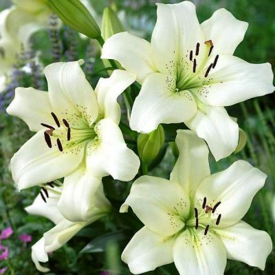 Лилия Эрколано (в горшке) Лилия Эрколано (в горшке) фото