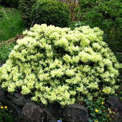 Рододендрон Шемрок Рододендрон Шемрок фото