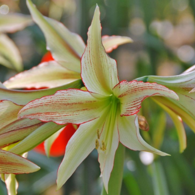 Амариллис Эмеральд Амариллис Эмеральд фото