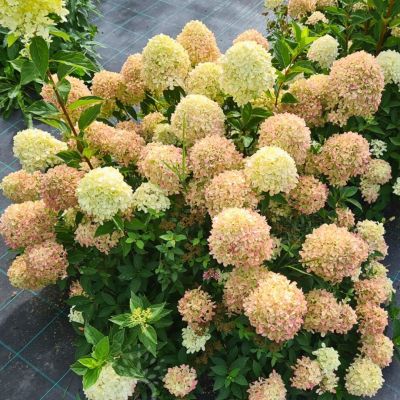 Гортензия метельчатая Коттон Крим, С3 Гортензия метельчатая Коттон Крим, С3 - Dolina-Sad.Ru