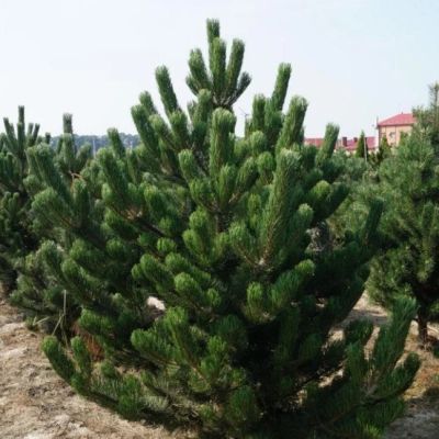 Сосна черная/австрийская Сосна черная/австрийская фото
