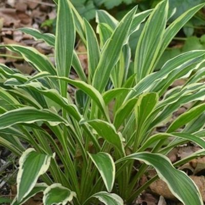 Хоста Сэндхил Крэйн , x Хоста Сэндхил Крэйн , x фото