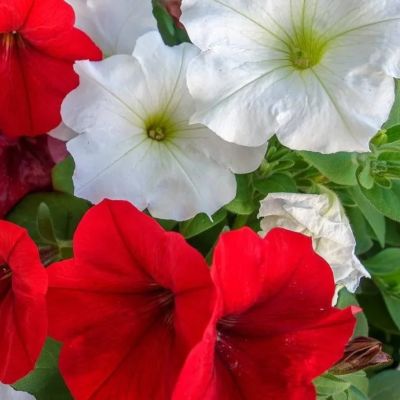 Петуния Клубника со сливками F1, гранул. пробирка Петуния Клубника со сливками F1, гранул. пробирка - Dolina-Sad.Ru