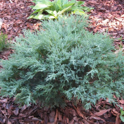 Можжевельник чешуйчатый Блю Компакт, С3 Можжевельник чешуйчатый Блю Компакт, С3 - Dolina-Sad.Ru