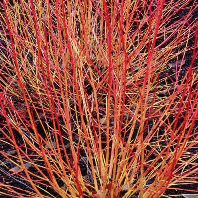 Дерен кроваво-красный Винтер Бьюти Дерен кроваво-красный Винтер Бьюти - Dolina-Sad.Ru