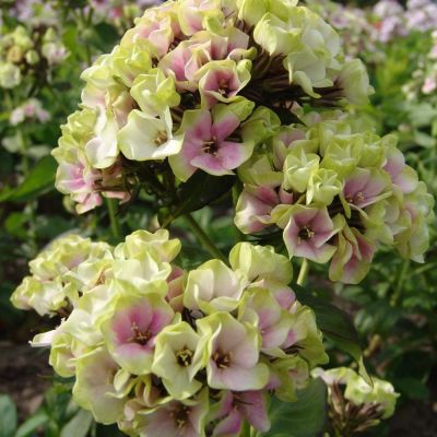 Флокс метельчатый Щербет Бленд Флокс метельчатый Щербет Бленд - Dolina-Sad.Ru