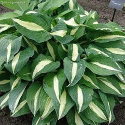 Хоста Риски Бизнесс Хоста Риски Бизнесс фото