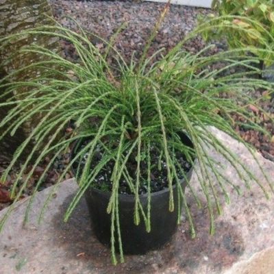 Туя складчатая Випкорд Туя складчатая Випкорд - Dolina-Sad.Ru