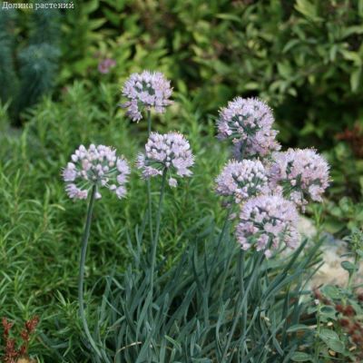 Аллиум сизый - Dolina-Sad.Ru