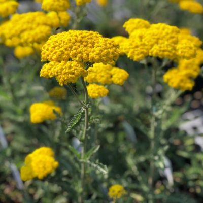 Тысячелистник Муншайн - Dolina-Sad.Ru