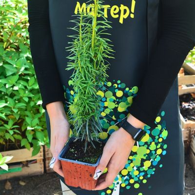 Тис средний Стефания Тис средний Стефания - Dolina-Sad.Ru