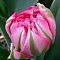 Тюльпан Флеш Поинт Тюльпан Флеш Поинт фото