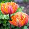 Тюльпан Оранж Принцесс Тюльпан Оранж Принцесс - Dolina-Sad.Ru