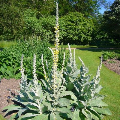 Коровяк Денисфлорум - Dolina-Sad.Ru