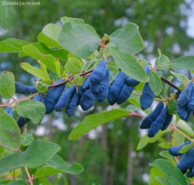 Жимолость Сибирячка Жимолость Сибирячка - Dolina-Sad.Ru