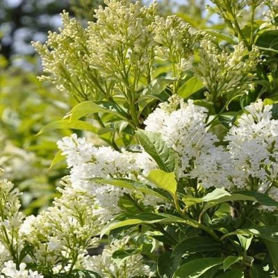 Сирень Агнесс Смит Сирень Агнесс Смит - Dolina-Sad.Ru