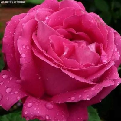 Роза Европа в горшке - Dolina-Sad.Ru