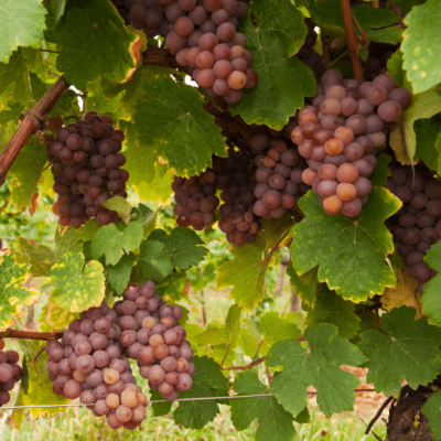 Виноград Ширвинта Виноград Ширвинта фото