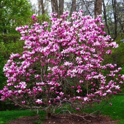 Магнолия лилиецветная Нигра Магнолия лилиецветная Нигра фото