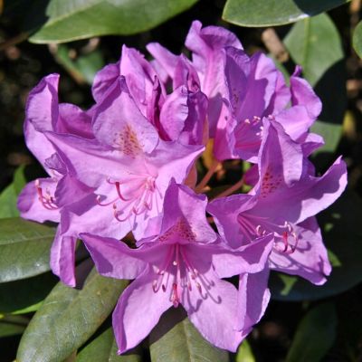 Рододендрон катавбинский Бурсо Рододендрон катавбинский Бурсо - Dolina-Sad.Ru