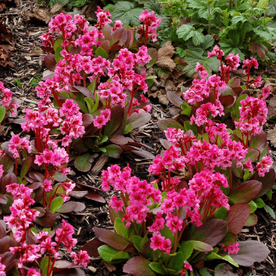 Бадан сердцелистный Драгонфлай , С1,5 Бадан сердцелистный Драгонфлай , С1,5 фото