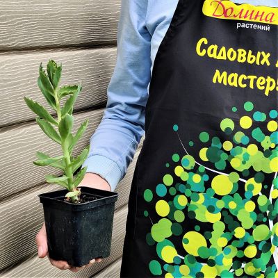 Седум видный Бриллиант Седум видный Бриллиант фото