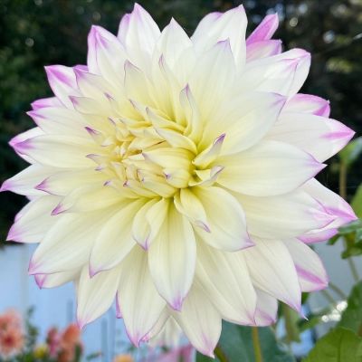 Георгина Фернклифф Иллюжн - Dolina-Sad.Ru