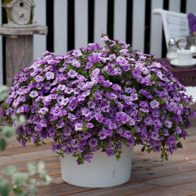 Калибрахоа Алоха Дабл Лавендер - Dolina-Sad.Ru