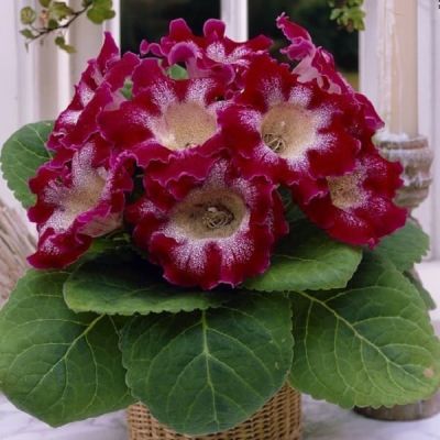 Глоксиния Тигрина Ред Глоксиния Тигрина Ред фото