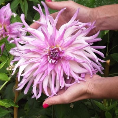 Георгина Мингус Рэнди Георгина Мингус Рэнди фото