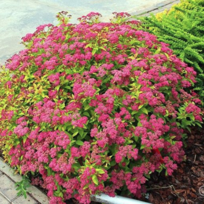 Спирея японская Голдфлейм фото