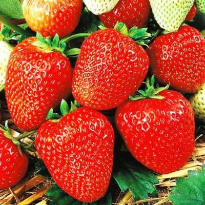 Земляника (Клубника) Флориан F1 пробирка фото