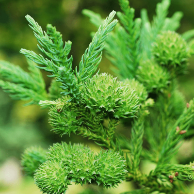 Криптомерия японская Монстроса Нана Криптомерия японская Монстроса Нана фото