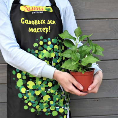 Гортензия крупнолистная Айеша Гортензия крупнолистная Айеша фото