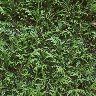 Туя складчатая Эксцелса Туя складчатая Эксцелса - Dolina-Sad.Ru