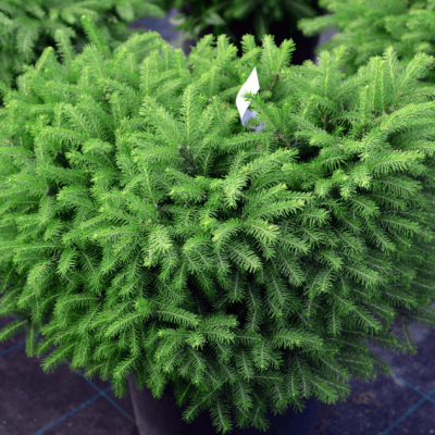 Ель Нидиформис Ель Нидиформис фото