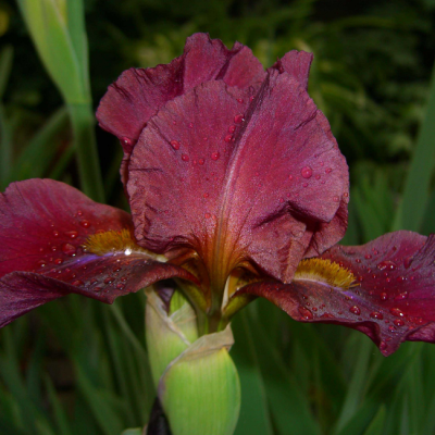 Ирис Султан Палас Ирис Султан Палас фото