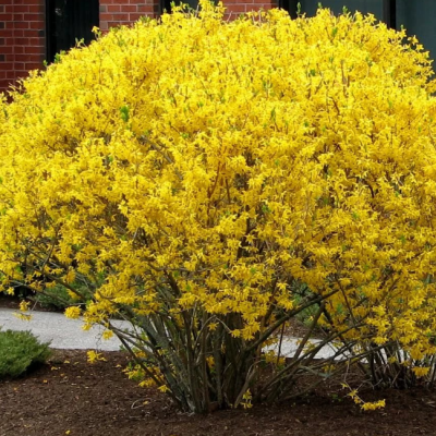 Форзиция промежуточная Уикенд Форзиция промежуточная Уикенд фото