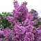 Сирень обыкновенная Аметист, С2 Сирень обыкновенная Аметист, С2 - Dolina-Sad.Ru