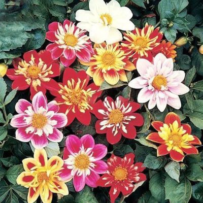 Микс Георгин Коларетте Микс Георгин Коларетте - Dolina-Sad.Ru