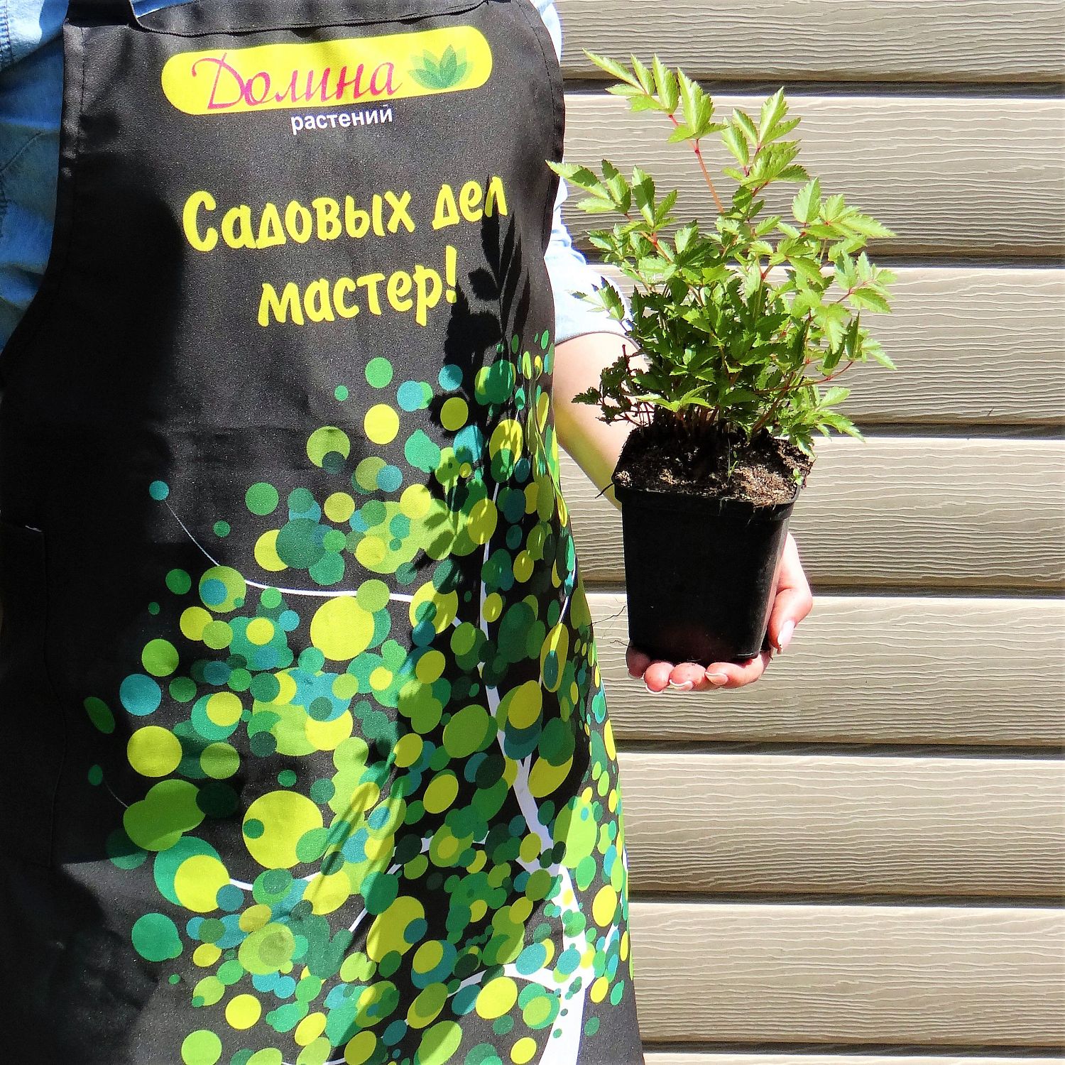 Астильба японская Бремен , P9 Астильба японская Бремен , P9 фото