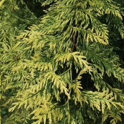 Туя складчатая Айриш Голд Туя складчатая Айриш Голд - Dolina-Sad.Ru