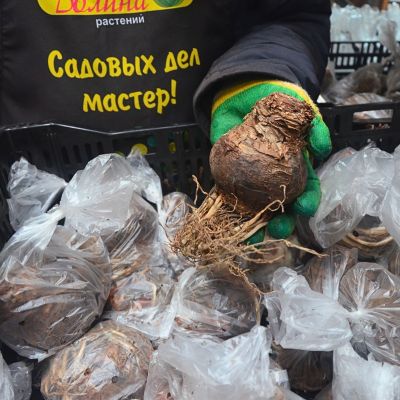 Амариллис Дабл Кинг Амариллис Дабл Кинг - Dolina-Sad.Ru