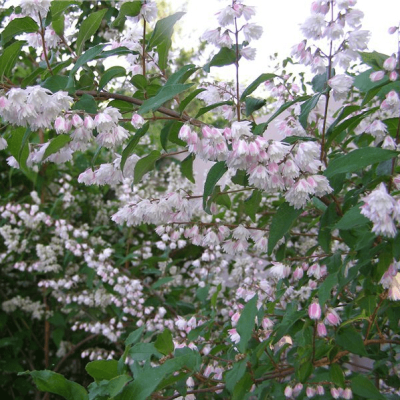 Дейция шершавая Кодселл Пинк фото