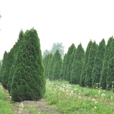 Туя западная Дзиак Туя западная Дзиак - Dolina-Sad.Ru