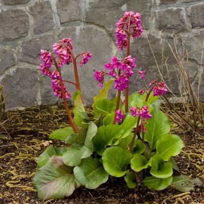 Бадан Абендглют - Dolina-Sad.Ru