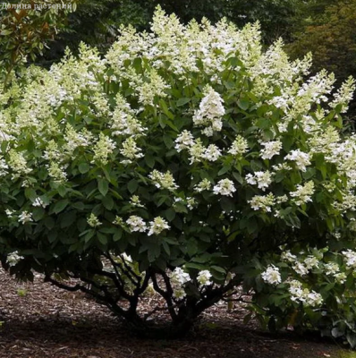 Гортензия метельчатая Киушу Гортензия метельчатая Киушу фото